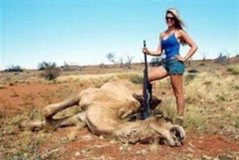 10000 camels to be shot because they drink too much water to prevent bush fire photo story
