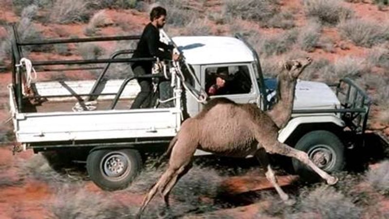 10000 camels to be shot because they drink too much water to prevent bush fire photo story