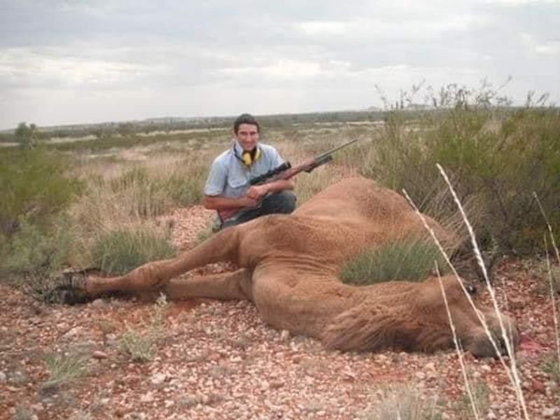 10000 camels to be shot because they drink too much water to prevent bush fire photo story