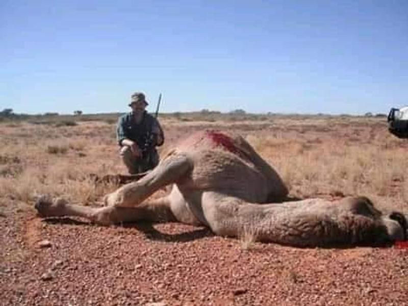 10000 camels to be shot because they drink too much water to prevent bush fire photo story