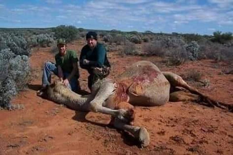 10000 camels to be shot because they drink too much water to prevent bush fire photo story