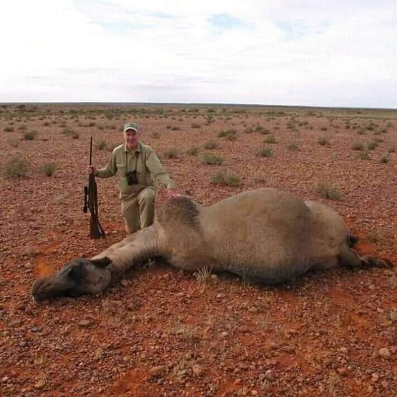 10000 camels to be shot because they drink too much water to prevent bush fire photo story