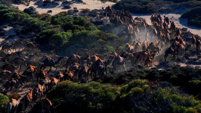 10000 camels to be shot because they drink too much water to prevent bush fire photo story