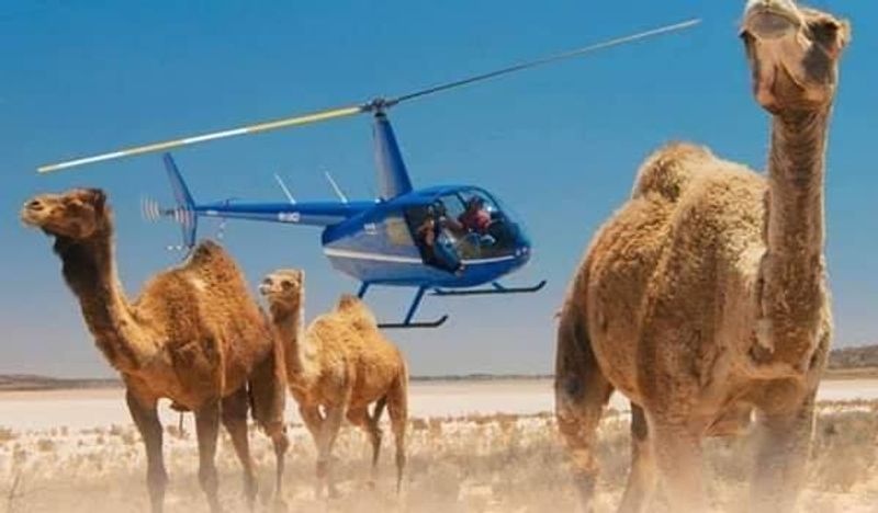 10000 camels to be shot because they drink too much water to prevent bush fire photo story
