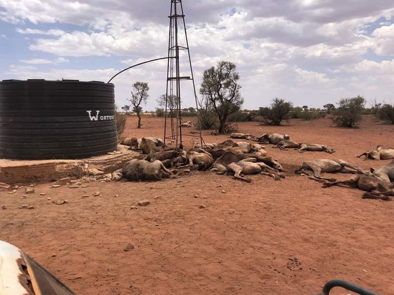 10000 camels to be shot because they drink too much water to prevent bush fire photo story