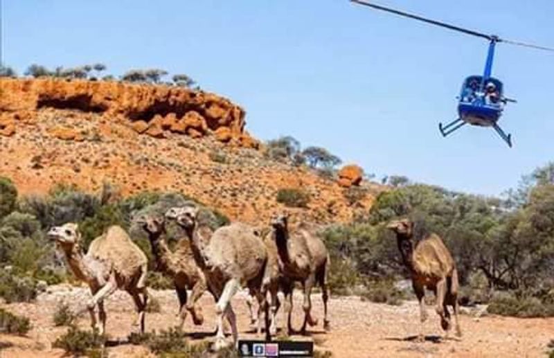 10000 camels to be shot because they drink too much water to prevent bush fire photo story