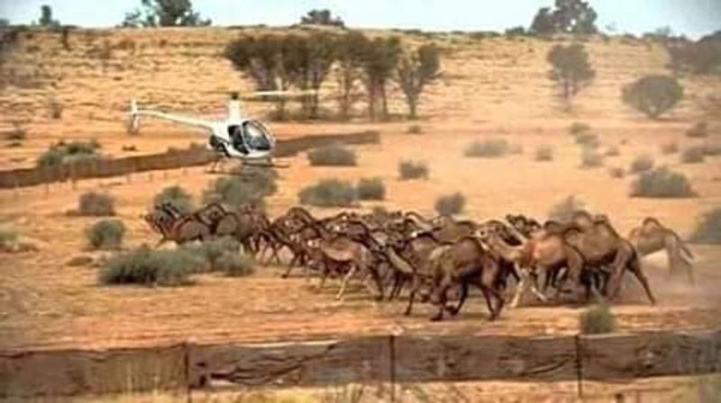10000 camels to be shot because they drink too much water to prevent bush fire photo story