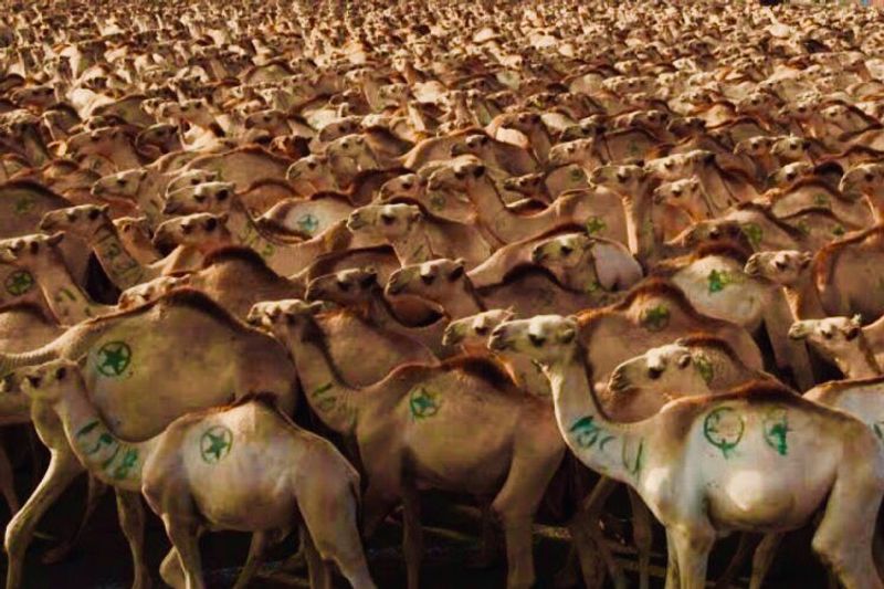 10000 camels to be shot because they drink too much water to prevent bush fire photo story
