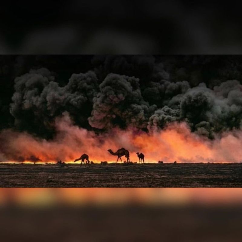 10000 camels to be shot because they drink too much water to prevent bush fire photo story