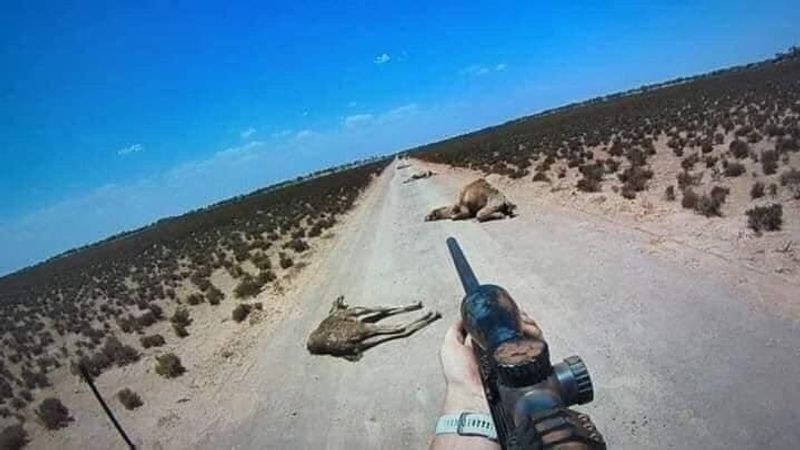 10000 camels to be shot because they drink too much water to prevent bush fire photo story