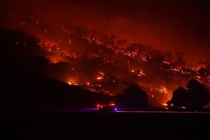 10000 camels to be shot because they drink too much water to prevent bush fire photo story