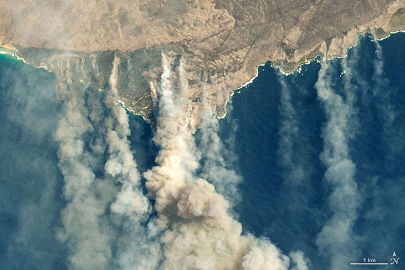 10000 camels to be shot because they drink too much water to prevent bush fire photo story