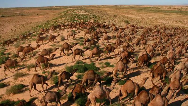 10000 camels to be shot because they drink too much water to prevent bush fire photo story