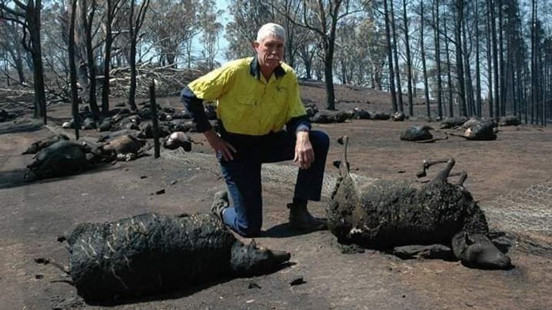 10000 camels to be shot because they drink too much water to prevent bush fire photo story