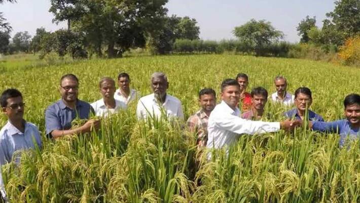 Saguna technique in farming Saguna technique in farming