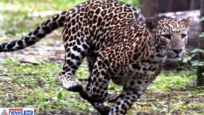 villagers beaten leopard was to death and ate meet in assam kpt villagers beaten leopard was to death and ate meet in assam kpt