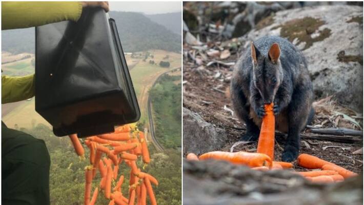 vegetables airdropped for animals during bushfire vegetables airdropped for animals during bushfire
