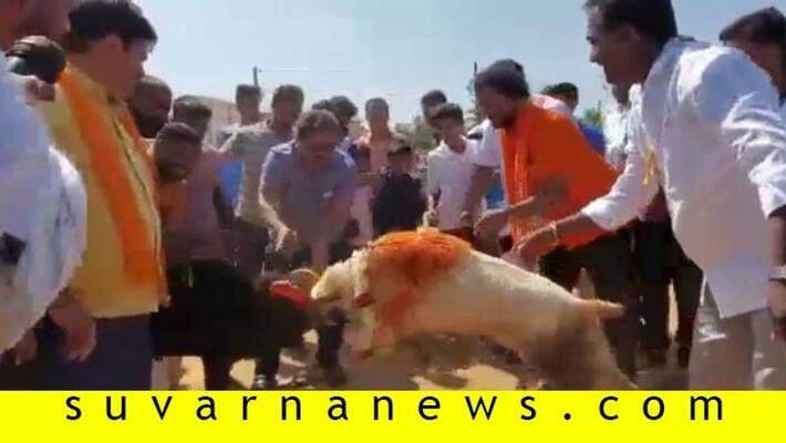 After Bull Race Honnali BJP MLA MP Renukacharya Inagurates Sheep Fight After Bull Race Honnali BJP MLA MP Renukacharya Inagurates Sheep Fight