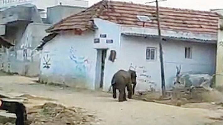 Baby Elephant Separated From Group Rescued In Anekal Baby Elephant Separated From Group Rescued In Anekal