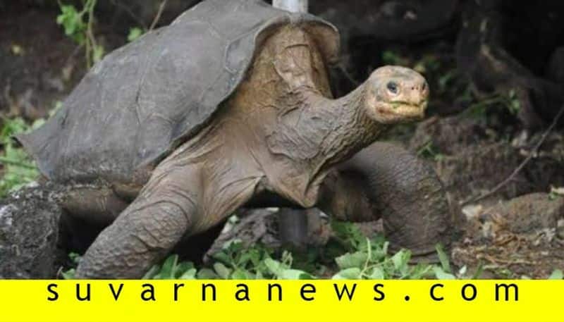 Casanova tortoise Diego retires after saving his species from extinction