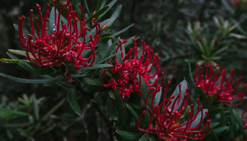 Tasmanian waratah one of the most loved flower by photographers