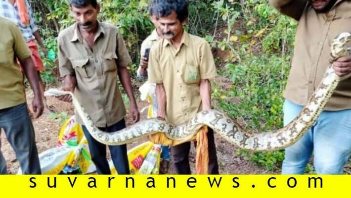 6 python found in rubber estate at mangalore 6 python found in rubber estate at mangalore