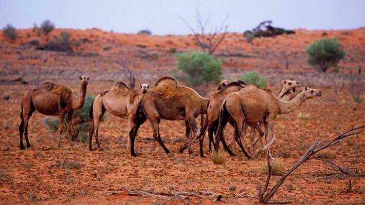 Five thousand camel shot dead in drought hit area of Australia Five thousand camel shot dead in drought hit area of Australia