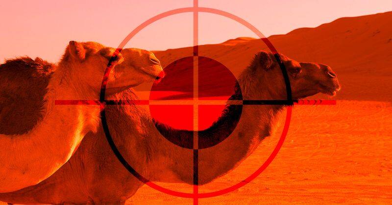 a shocking news 5000 camel killed by australia govt