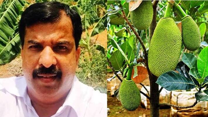 Ayurjack new jackfruit from Varghese Tharakan's farm Ayurjack new jackfruit from Varghese Tharakan's farm