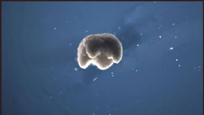 World's First Living Machine Created Using Frog Cells and Artificial Intelligence World's First Living Machine Created Using Frog Cells and Artificial Intelligence