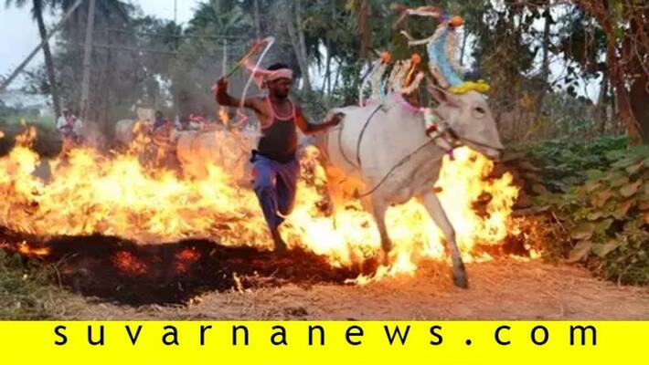 sankranthi celebration in malavalli sankranthi celebration in malavalli