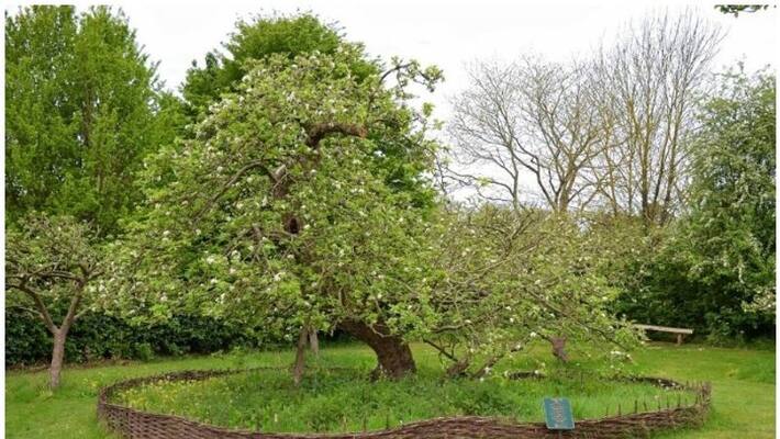 Seeds from Isaac Newton's apple tree sprouted Seeds from Isaac Newton's apple tree sprouted
