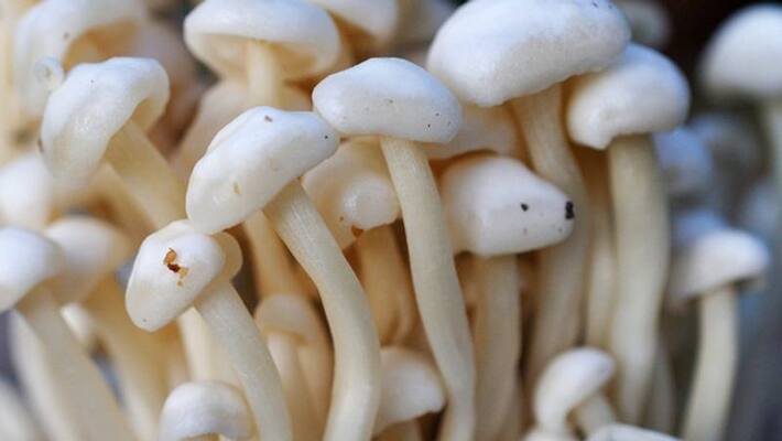 Why men should eat mushrooms Why men should eat mushrooms