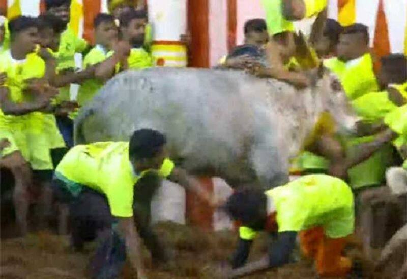 TTV TDV Dhinakaran's bull in Jallikattu ... win or loss..?