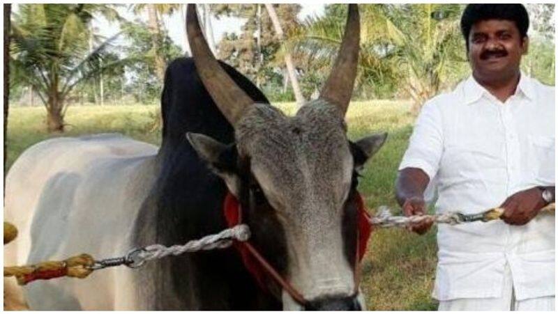 Minister Vijayabaskar's caught bullocks