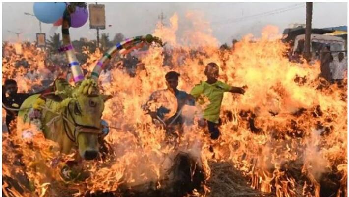 cattle forced to run through fire in Karnataka; BJP govt. silence cattle forced to run through fire in Karnataka; BJP govt. silence