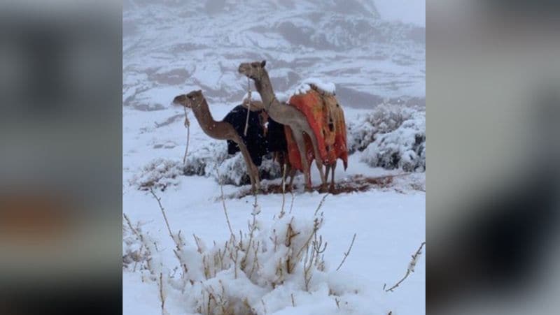 Old images of snowfall in Saudi arab goes viral again kph