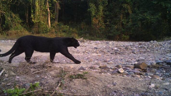 A pair of black panthers seen at Buxa Tiger Reserve forest A pair of black panthers seen at Buxa Tiger Reserve forest