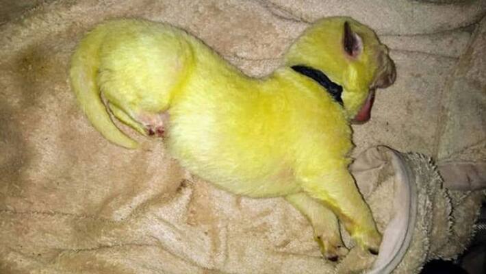 bright green colour puppy gets huge attention in social media bright green colour puppy gets huge attention in social media