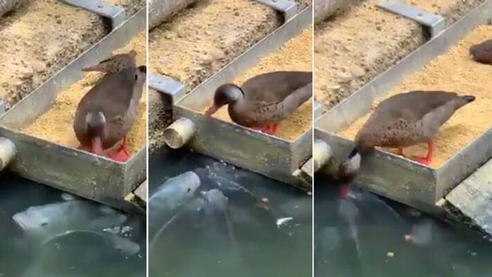 viral video in which duck feeds a fish viral video in which duck feeds a fish