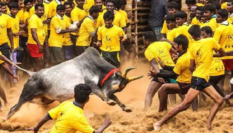 Government of Tamil Nadu allowed Jallikattu match .. Players are allowed to enter the field after testing the corona.