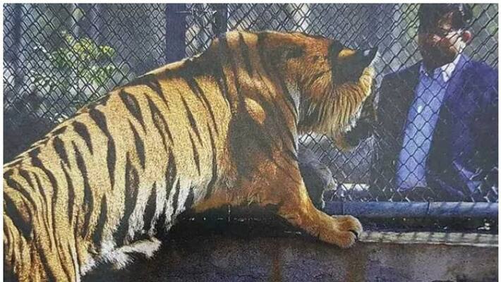 tiger who lost paw to get prosthetic limb tiger who lost paw to get prosthetic limb