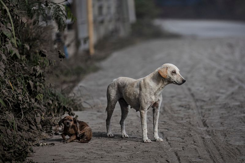 philippines taal vlovano eruptions photo story
