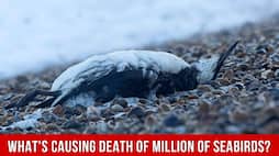 How millions of seabirds are getting killed in the Pacific ocean