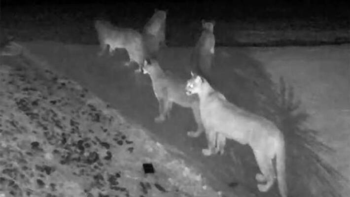 five mountain lions together in a camera why this is a rare video five mountain lions together in a camera why this is a rare video