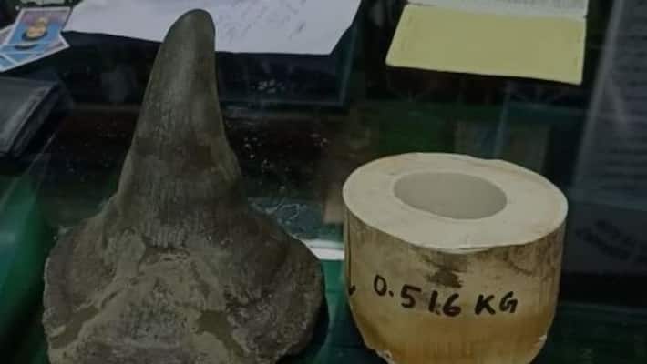 Elephant tooth recovered in Malbazar, 3 arrested Elephant tooth recovered in Malbazar, 3 arrested