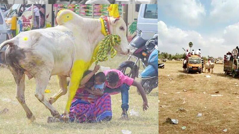 sivagangai manjuvirattu Competition...bull see mother and child jump... viral social media