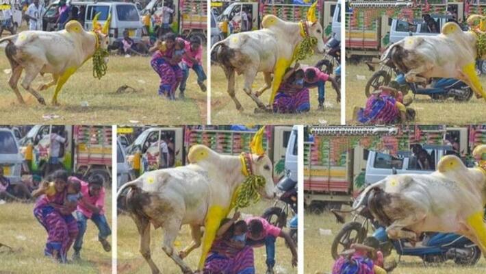 sivagangai manjuvirattu Competition...bull see mother and child jump... viral social media sivagangai manjuvirattu Competition...bull see mother and child jump... viral social media