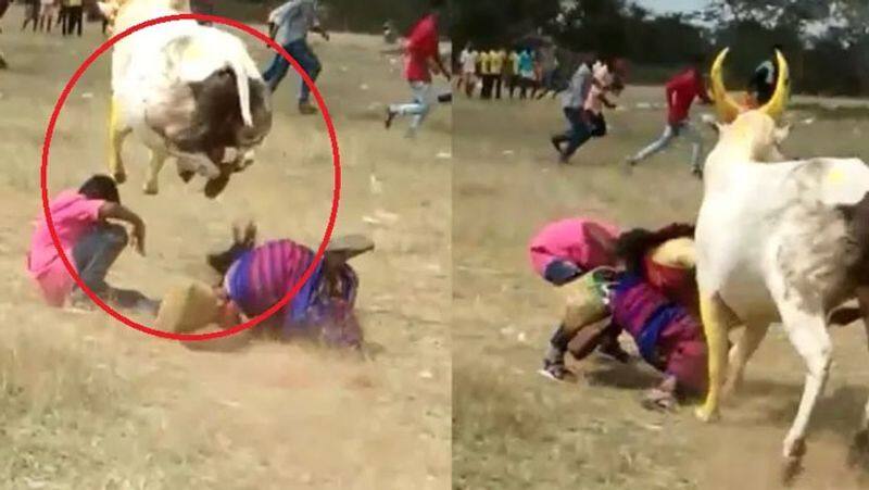 sivagangai manjuvirattu Competition...bull see mother and child jump... viral social media