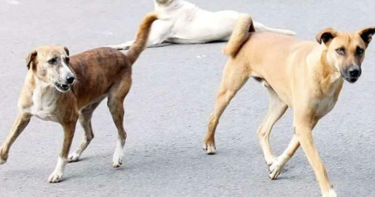 Rajasthan: அரசு மருத்துவமனையில் புகுந்த தெருநாய் கடித்து குழந்தை பலி